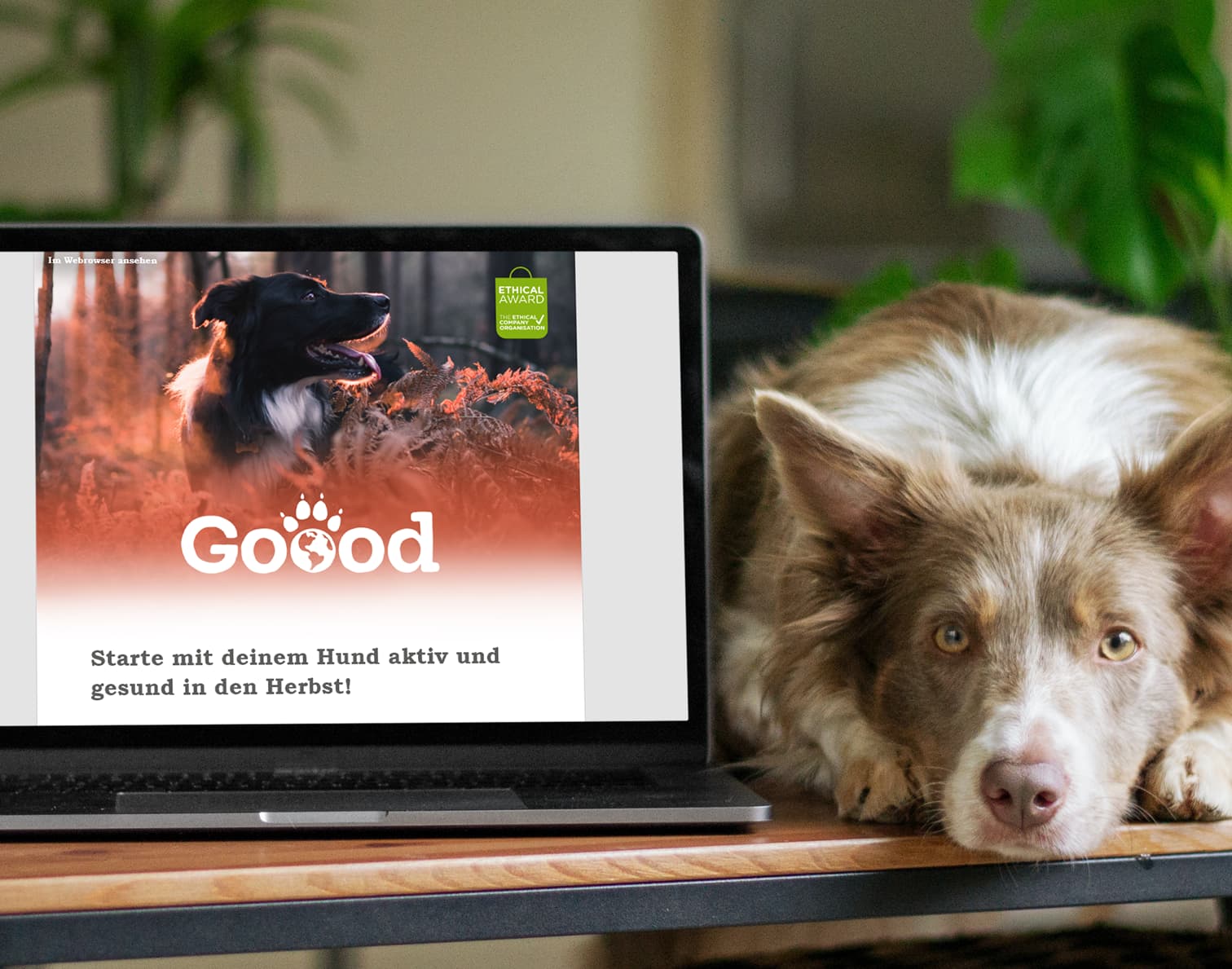 Newsletter für Goood Petfood | creationell